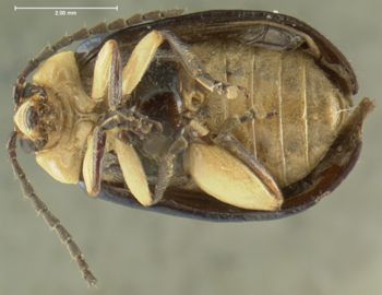 Media type: image;   Entomology 5024 Aspect: habitus ventral view